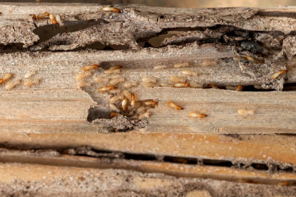 Best Cockroach Control Services  in Union City, NJ
